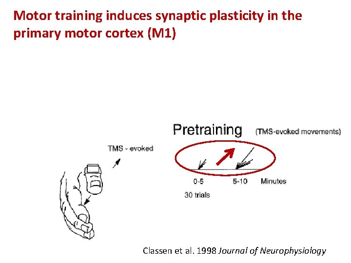 Motor training induces synaptic plasticity in the primary motor cortex (M 1) Classen et
