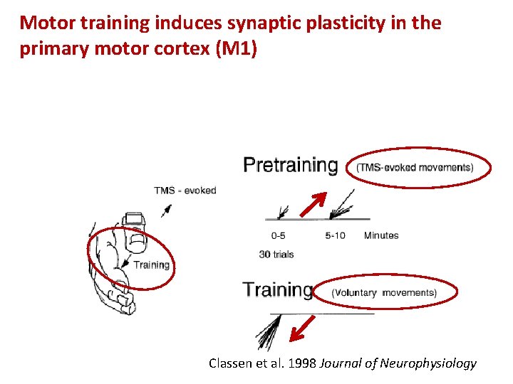 Motor training induces synaptic plasticity in the primary motor cortex (M 1) Classen et