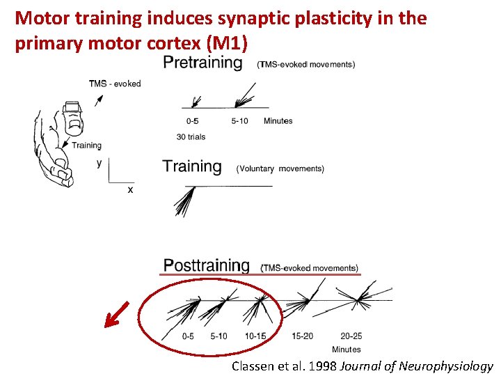 Motor training induces synaptic plasticity in the primary motor cortex (M 1) Classen et