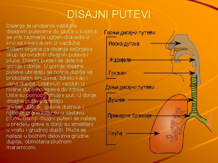 DISAJNI PUTEVI Disanje je unošenje vazduha disajnim putevima do pluća u kojima se vrši