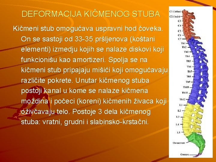 DEFORMACIJA KIČMENOG STUBA Kičmeni stub omogućava uspravni hod čoveka. On se sastoji od 33