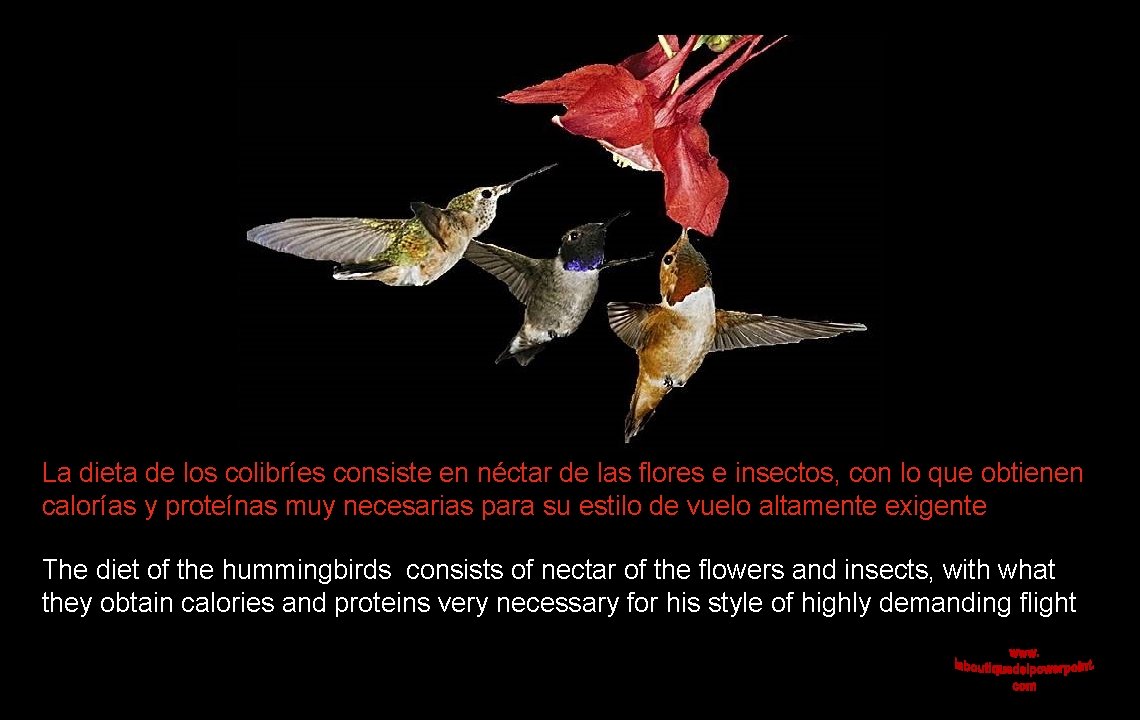 La dieta de los colibríes consiste en néctar de las flores e insectos, con