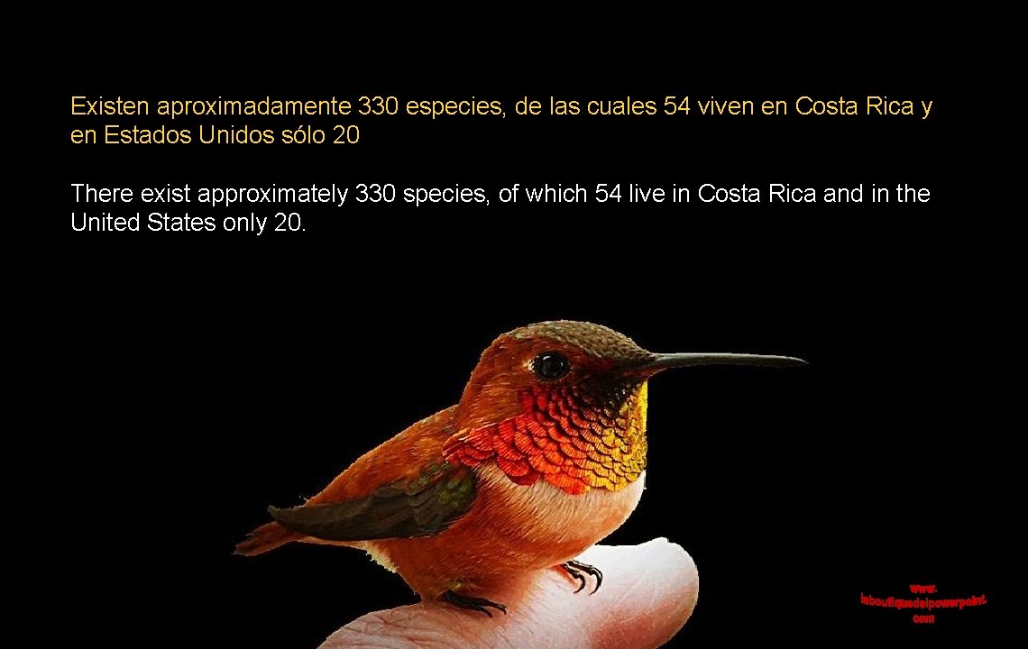 Existen aproximadamente 330 especies, de las cuales 54 viven en Costa Rica y en