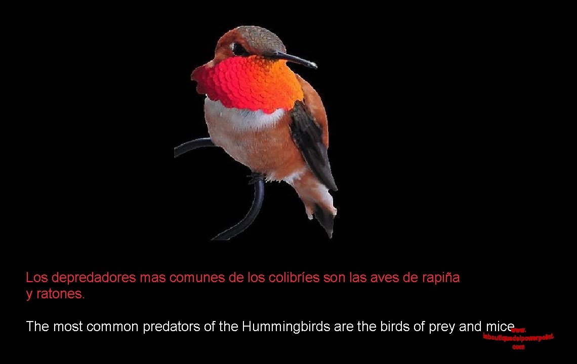 Los depredadores mas comunes de los colibríes son las aves de rapiña y ratones.