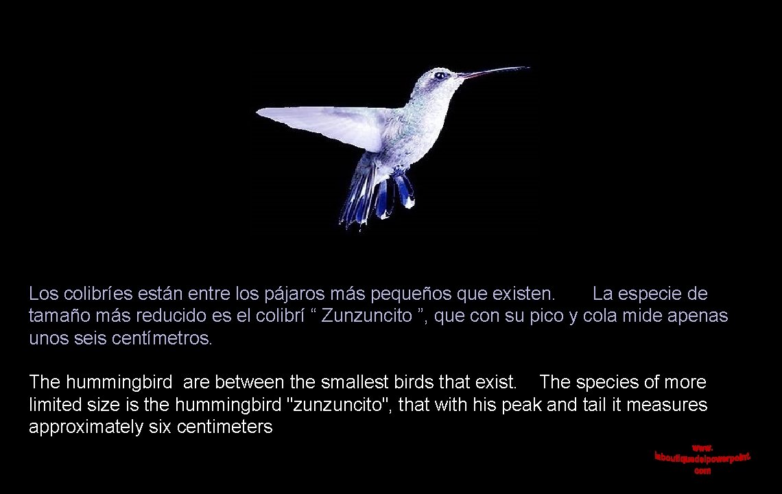 Los colibríes están entre los pájaros más pequeños que existen. La especie de tamaño