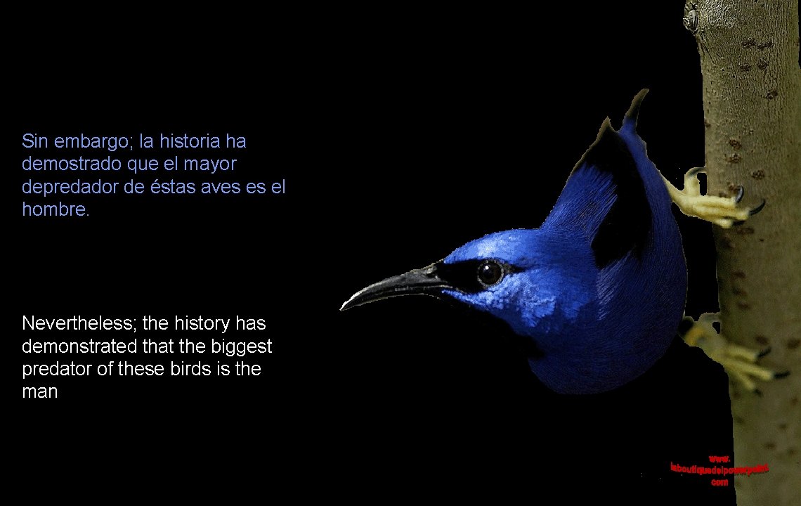 Sin embargo; la historia ha demostrado que el mayor depredador de éstas aves es