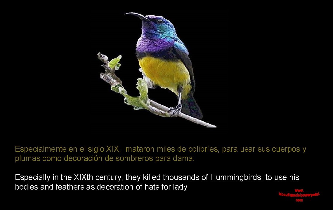 Especialmente en el siglo XIX, mataron miles de colibríes, para usar sus cuerpos y
