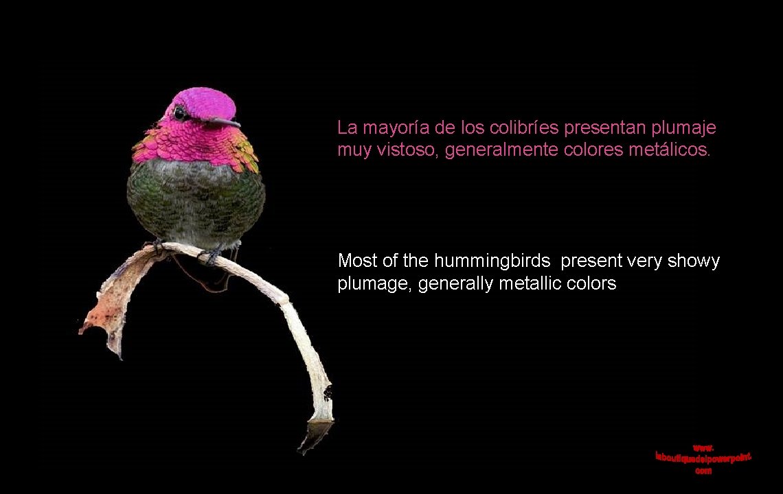 La mayoría de los colibríes presentan plumaje muy vistoso, generalmente colores metálicos. Most of