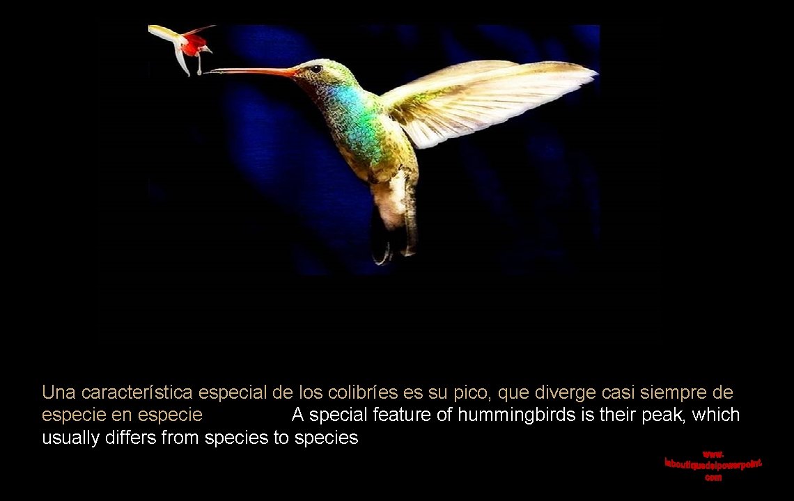 Una característica especial de los colibríes es su pico, que diverge casi siempre de