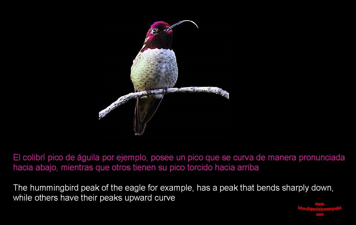 El colibrí pico de águila por ejemplo, posee un pico que se curva de
