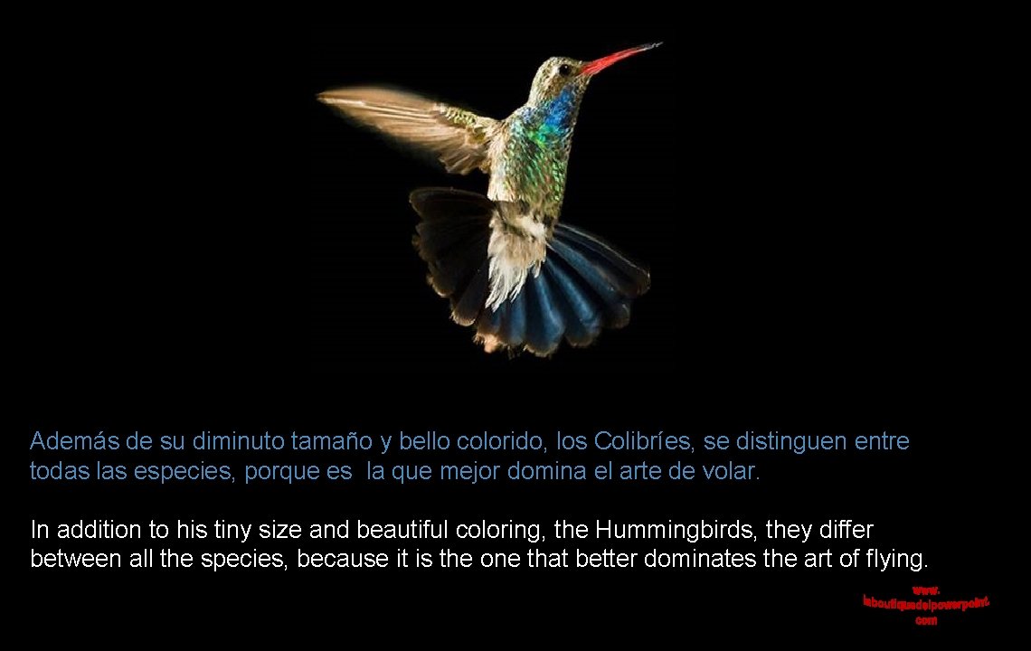 Además de su diminuto tamaño y bello colorido, los Colibríes, se distinguen entre todas