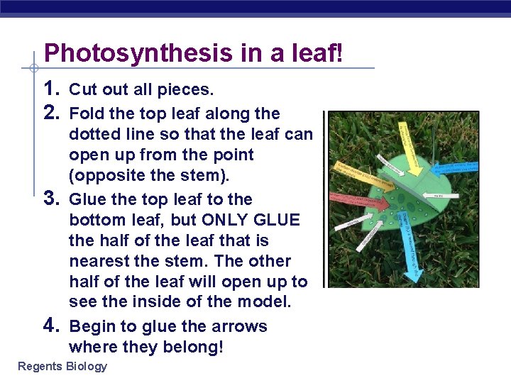 Photosynthesis in a leaf! 1. Cut out all pieces. 2. Fold the top leaf