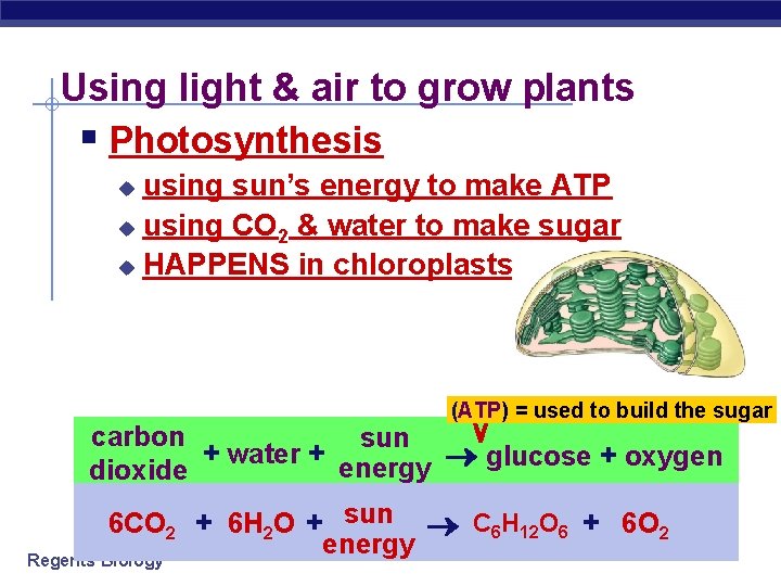 Using light & air to grow plants § Photosynthesis using sun’s energy to make