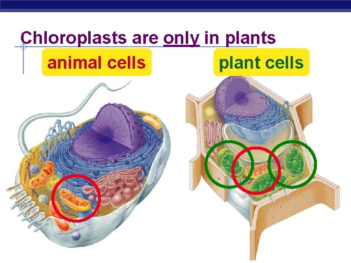 Chloroplasts are only in plants plant cells animal cells Regents Biology 