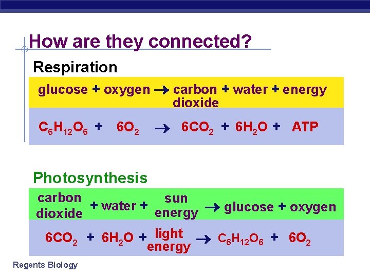 How are they connected? Respiration glucose + oxygen carbon + water + energy dioxide