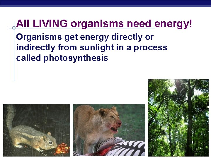 All LIVING organisms need energy! Organisms get energy directly or indirectly from sunlight in