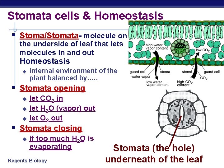 Stomata cells & Homeostasis § Stoma/Stomata- molecule on the underside of leaf that lets