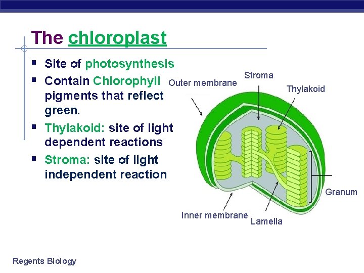 The chloroplast § Site of photosynthesis § Contain Chlorophyll Outer membrane § § Stroma