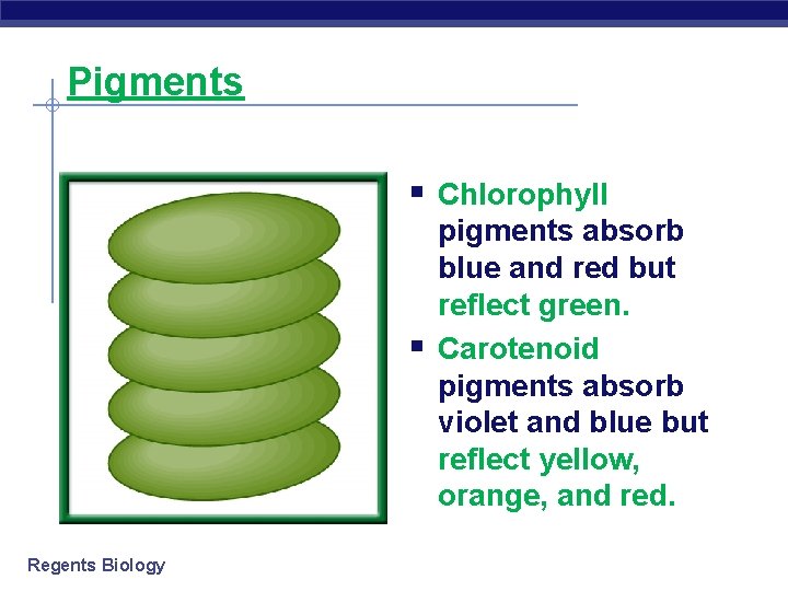 Pigments § Chlorophyll § Regents Biology pigments absorb blue and red but reflect green.