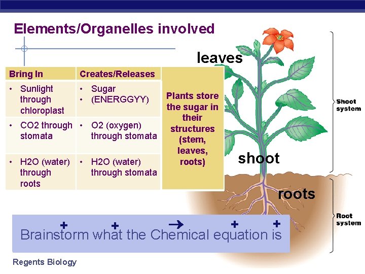Elements/Organelles involved leaves Bring In Creates/Releases • Sunlight through chloroplast • Sugar • (ENERGGYY)