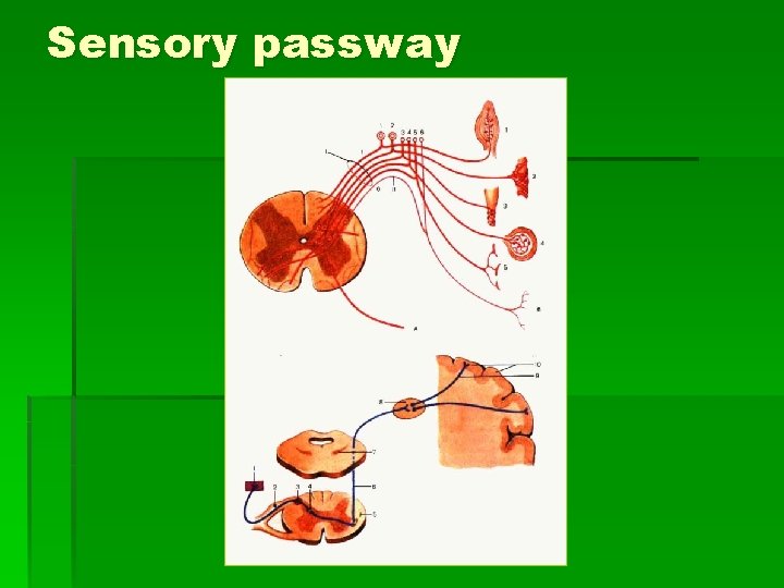 Sensory passway 