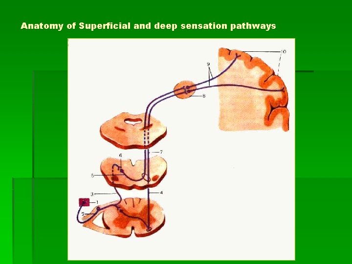 Anatomy of Superficial and deep sensation pathways 