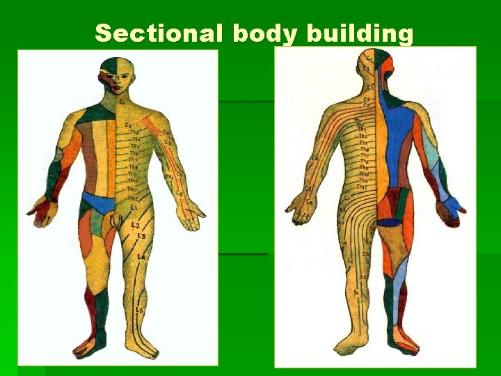 Sectional body building 