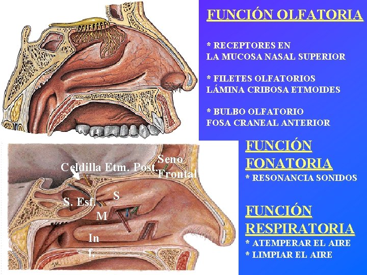 FUNCIÓN OLFATORIA * RECEPTORES EN LA MUCOSA NASAL SUPERIOR * FILETES OLFATORIOS LÁMINA CRIBOSA