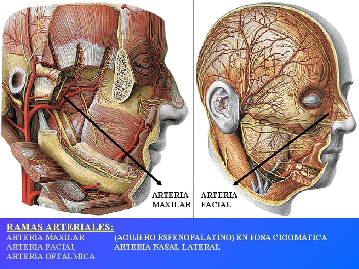 ARTERIA MAXILAR ARTERIA FACIAL RAMAS ARTERIALES: ARTERIA MAXILAR ARTERIA FACIAL ARTERIA OFTÁLMICA (AGUJERO ESFENOPALATINO)