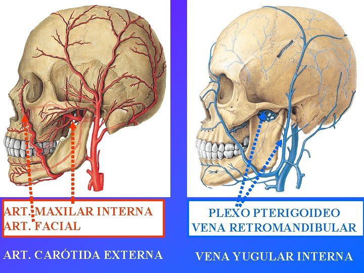 ART. MAXILAR INTERNA ART. FACIAL ART. CARÓTIDA EXTERNA PLEXO PTERIGOIDEO VENA RETROMANDIBULAR VENA YUGULAR