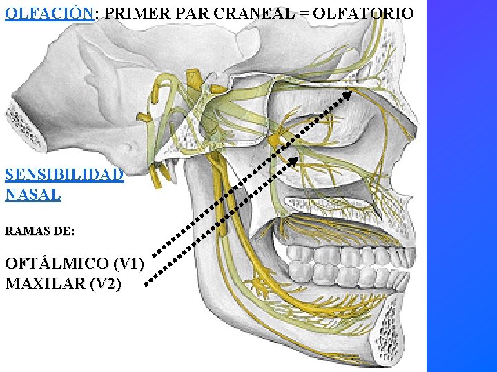 OLFACIÓN: PRIMER PAR CRANEAL = OLFATORIO SENSIBILIDAD NASAL RAMAS DE: OFTÁLMICO (V 1) MAXILAR