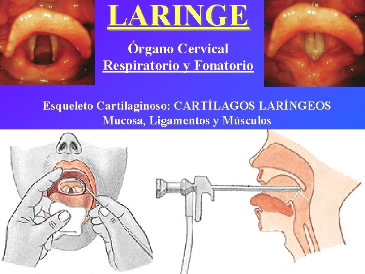 LARINGE Órgano Cervical Respiratorio y Fonatorio Esqueleto Cartilaginoso: CARTÍLAGOS LARÍNGEOS Mucosa, Ligamentos y Músculos