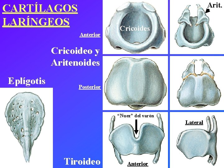 Arit. CARTÍLAGOS LARÍNGEOS Anterior Cricoides Cricoideo y Aritenoides Eplígotis Posterior “Nuez” del varón Lateral