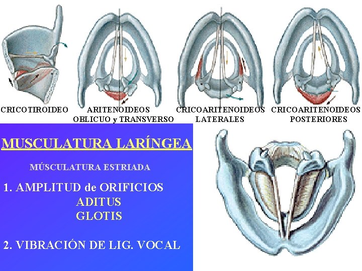 CRICOTIROIDEO ARITENOIDEOS CRICOARITENOIDEOS OBLICUO y TRANSVERSO LATERALES POSTERIORES MUSCULATURA LARÍNGEA MÚSCULATURA ESTRIADA 1. AMPLITUD