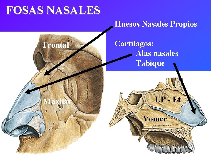 FOSAS NASALES Huesos Nasales Propios Frontal Maxilar Cartílagos: Alas nasales Tabique LP - Et