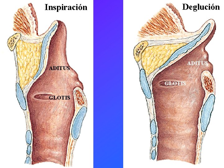 Inspiración Deglución ADITUS GLOTIS 