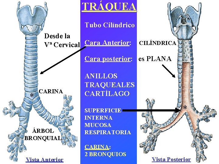 TRÁQUEA Tubo Cilíndrico Desde la Vª Cervical Cara Anterior: CILÍNDRICA Cara posterior: es PLANA