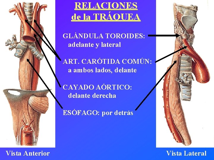 RELACIONES de la TRÁQUEA GLÁNDULA TOROIDES: adelante y lateral ART. CARÓTIDA COMÚN: a ambos