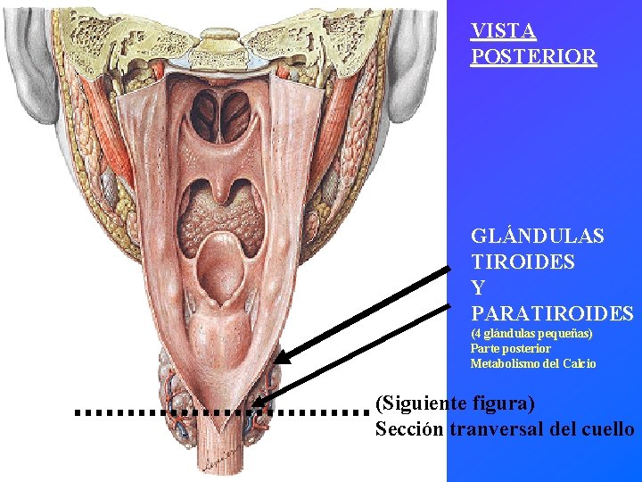 VISTA POSTERIOR GLÁNDULAS TIROIDES Y PARATIROIDES (4 glándulas pequeñas) Parte posterior Metabolismo del Calcio