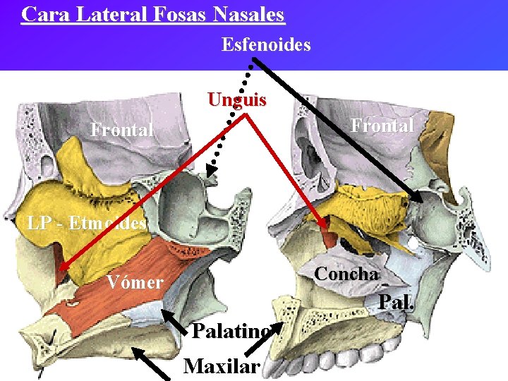 Cara Lateral Fosas Nasales Esfenoides Unguis Frontal LP - Etmoides Concha Vómer Palatino Maxilar