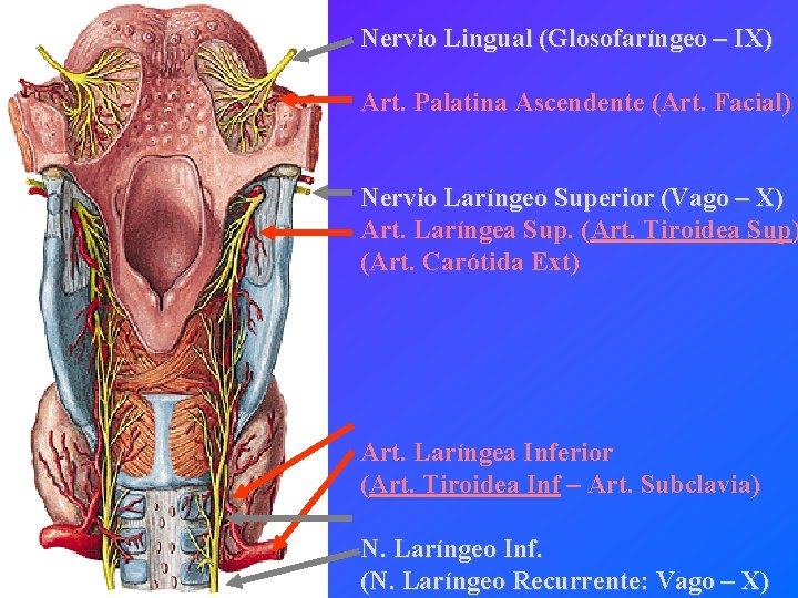 Nervio Lingual (Glosofaríngeo – IX) Art. Palatina Ascendente (Art. Facial) Nervio Laríngeo Superior (Vago