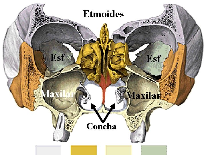 Etmoides Esf Maxilar Concha 