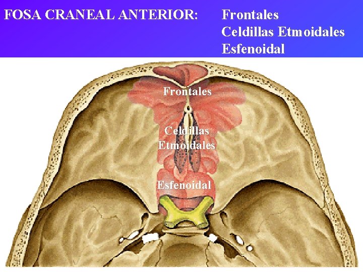 FOSA CRANEAL ANTERIOR: Frontales Celdillas Etmoidales Esfenoidal 