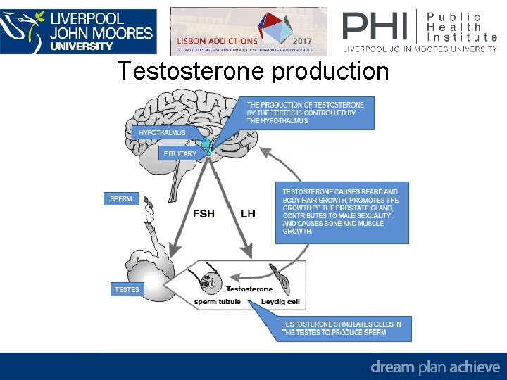 Testosterone production 