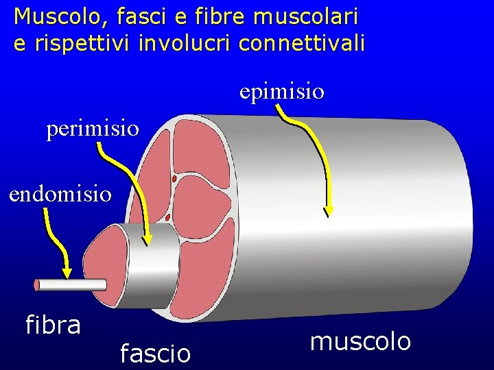 Muscolo, fasci e fibre muscolari e rispettivi involucri connettivali epimisio perimisio endomisio fibra fascio Muscolo, fasci e fibre muscolari e rispettivi involucri connettivali epimisio perimisio endomisio fibra fascio