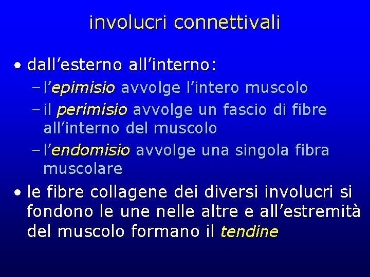 involucri connettivali • dall’esterno all’interno: – l’epimisio avvolge l’intero muscolo – il perimisio avvolge