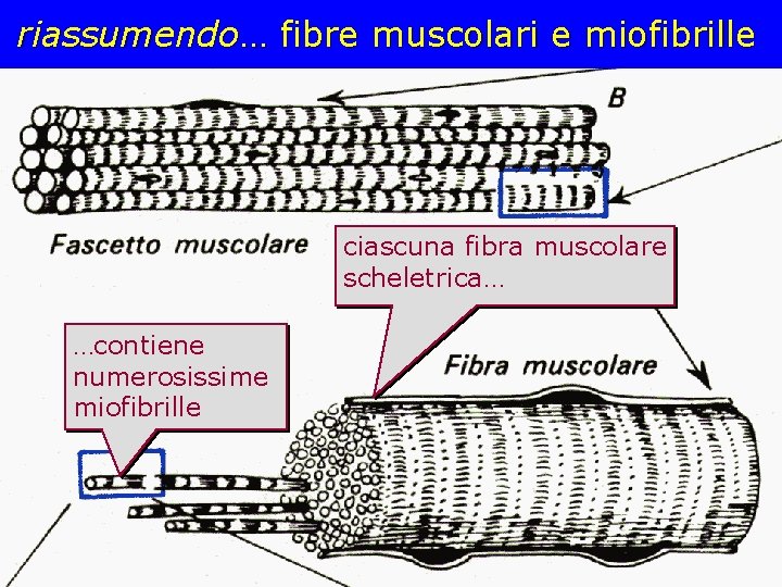 riassumendo… fibre muscolari e miofibrille ciascuna fibra muscolare scheletrica… …contiene numerosissime miofibrille 
