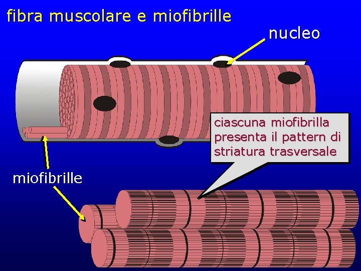 fibra muscolare e miofibrille nucleo ciascuna miofibrilla presenta il pattern di striatura trasversale miofibrille