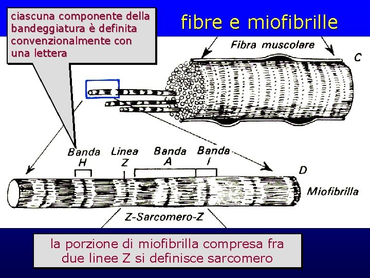 ciascuna componente della bandeggiatura è definita convenzionalmente con una lettera fibre e miofibrille la