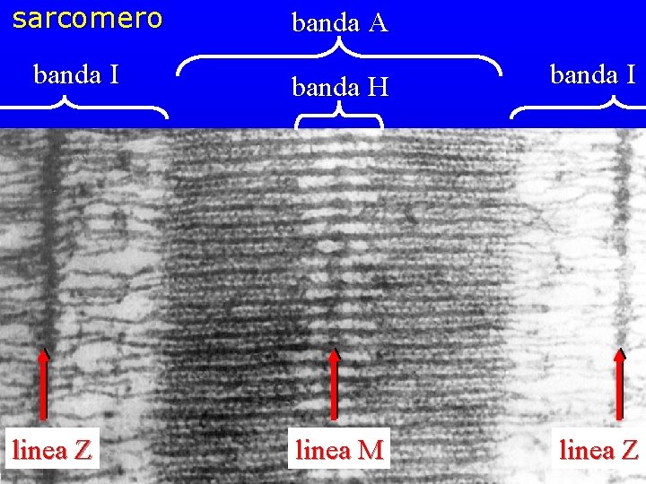 sarcomero banda I linea Z banda A banda H banda I linea M linea